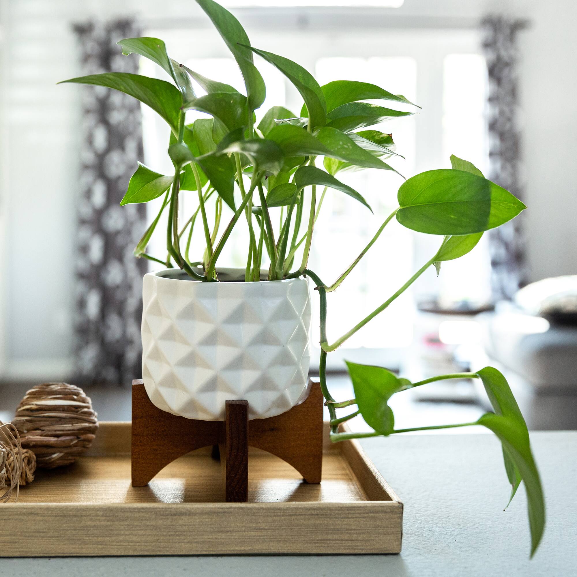 Flora Bunda 5" Matte White Ceramic Dimple Pattern Planter On Wood Stand